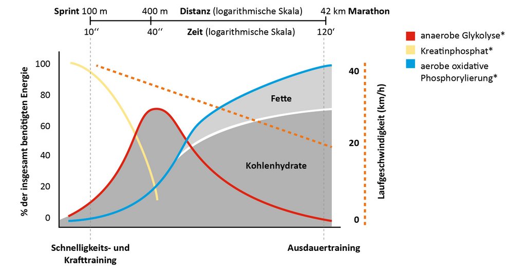 Bei langanhaltender Ausdauerbelastung (z. B. Joggen) kann der Energiebedarf nicht alleine durch den Abbau von Glukose gedeckt werden. Die Verbrennung von Fettsäuren liefert einen immer wichtigeren Teil. *s. Glossar. 