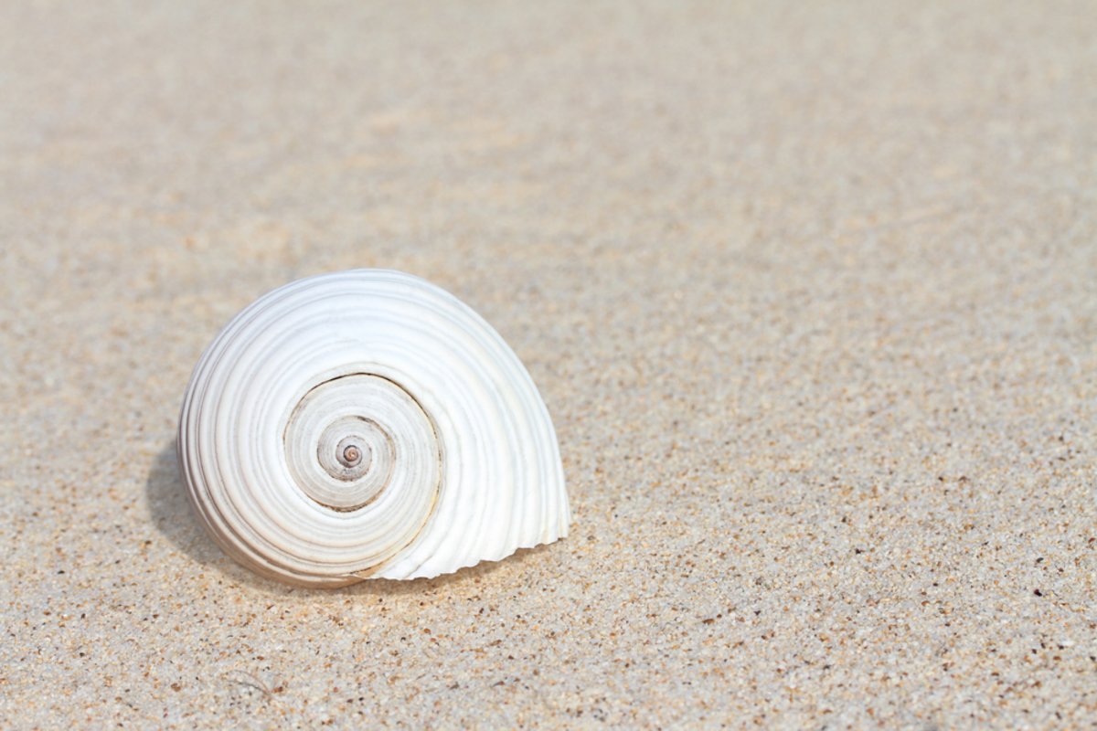 Coquillage sur la plage