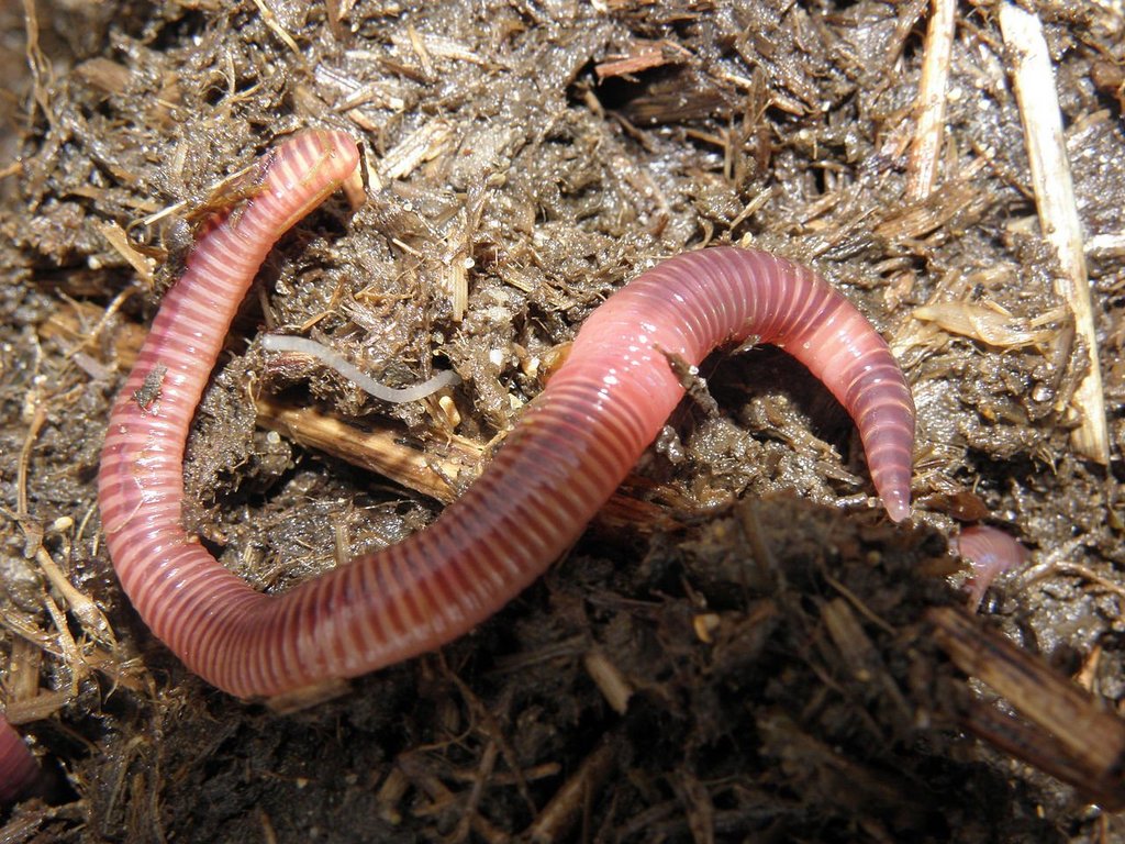 Rötlicher Regenwurm auf Erdboden