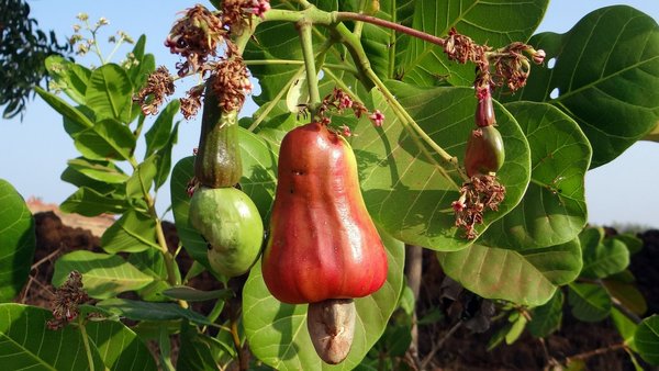 Cashewäpfel am Baum