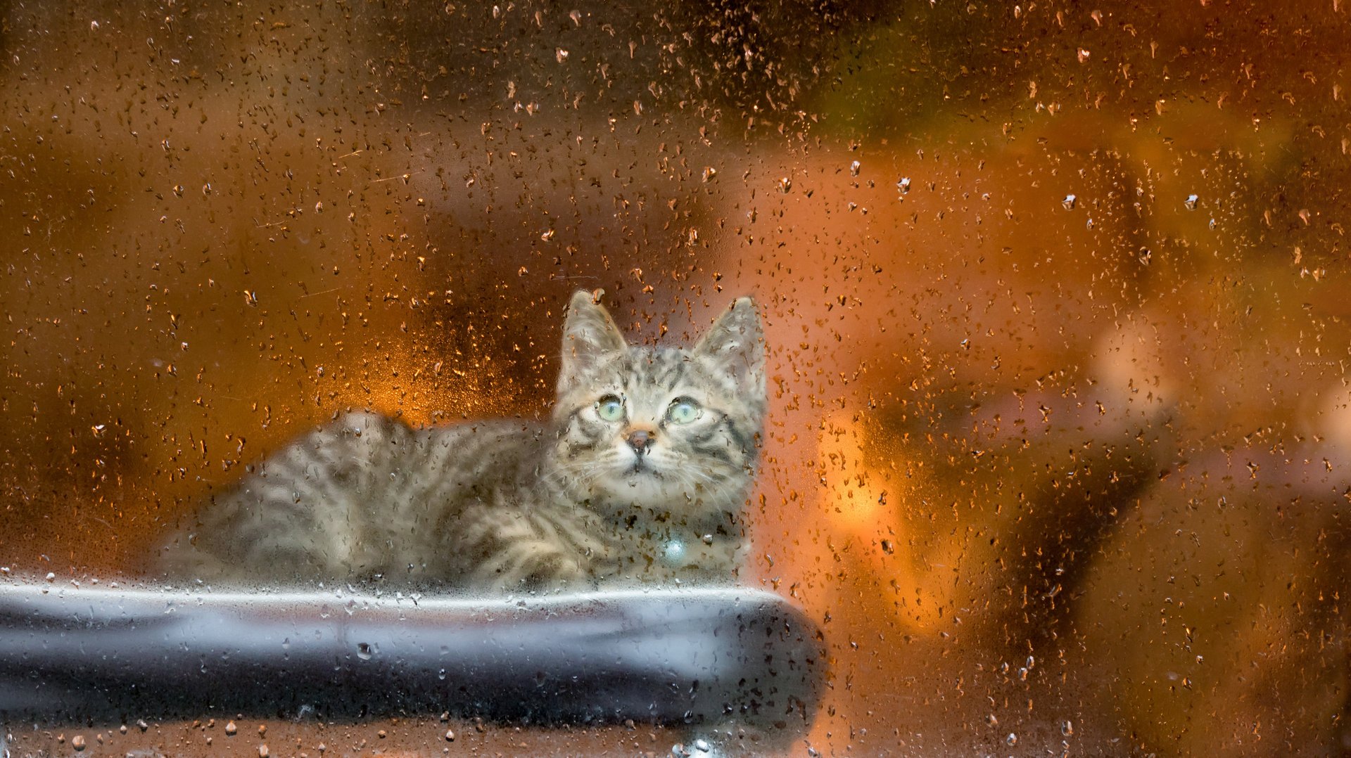 Katze im Regen