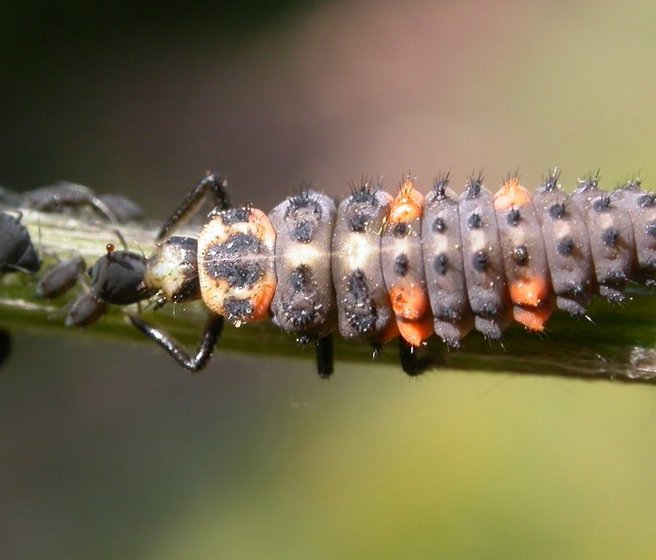 Larve de coccinelle en train de manger un puceron. 