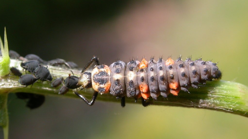 Marienkäferlarve beim Verzehr einer Blattlaus. 