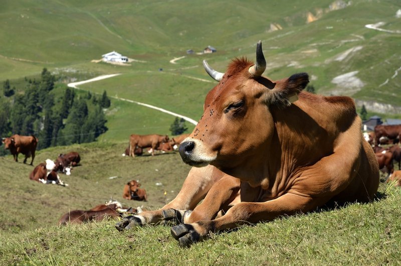 Kuh auf einer Alpweide