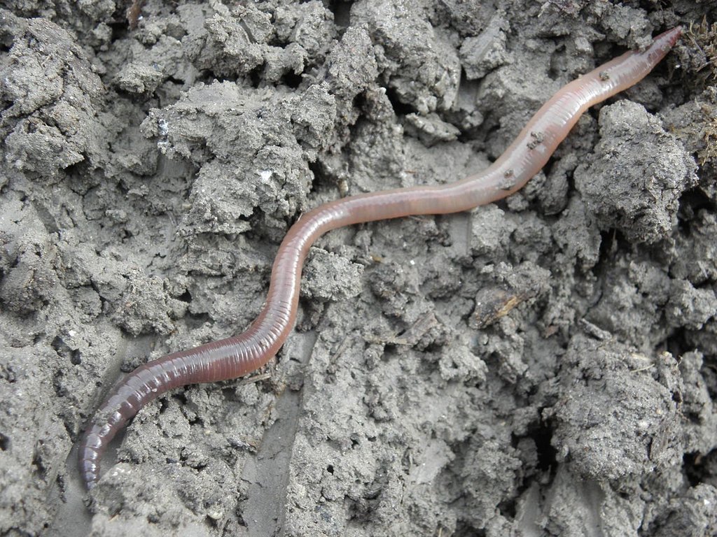 Regenwurm auf grau-brauner Erde