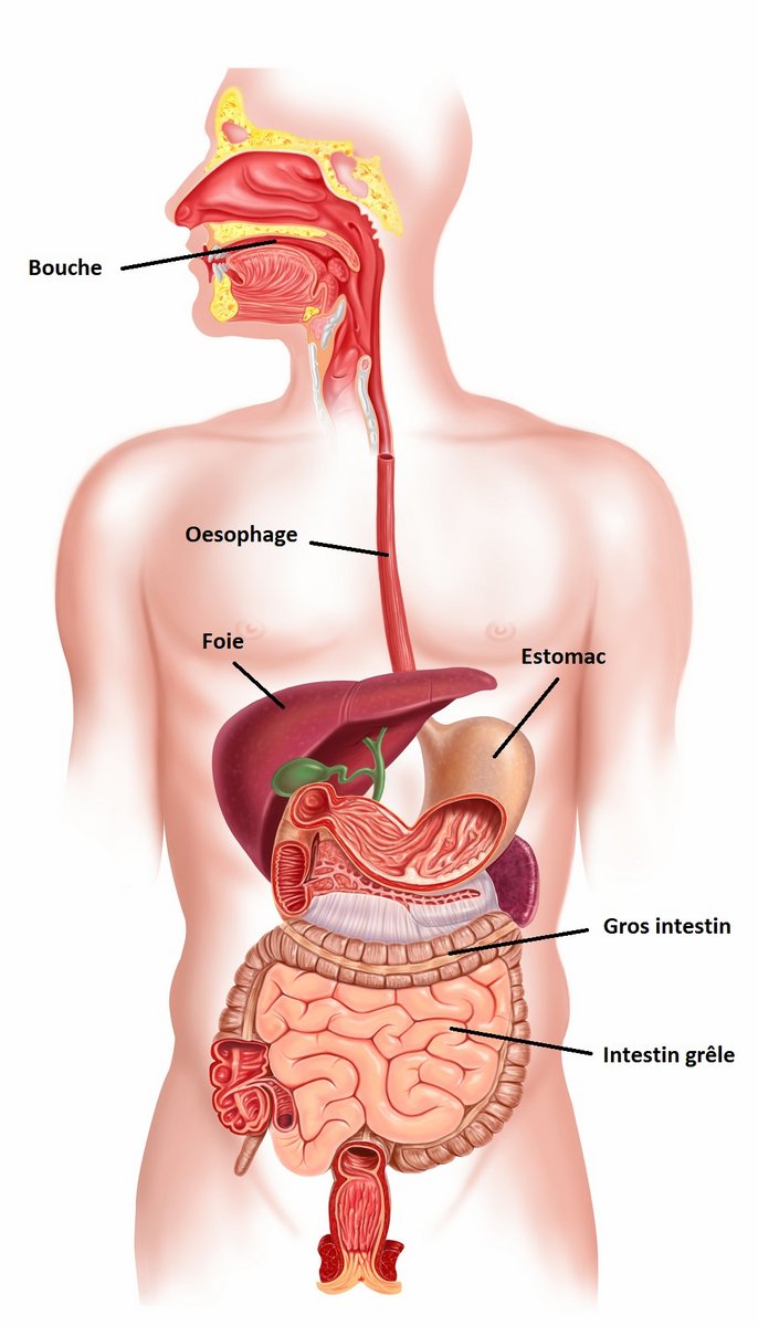 Le système digestif