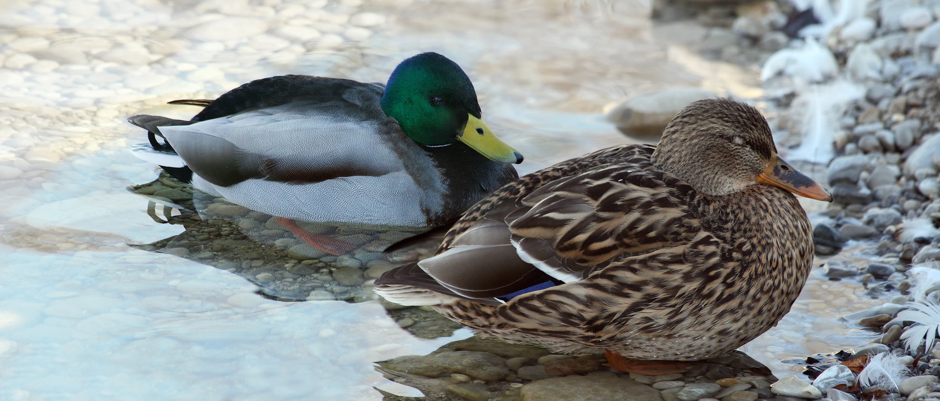 Couple de canards colvert se reposant au bord de l'eau