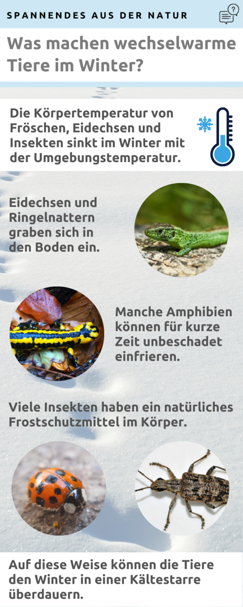 Infografik mit Bildern wechselwarmer Tiere und einer Zusammenfassung ihrer Überwinterungsmethoden