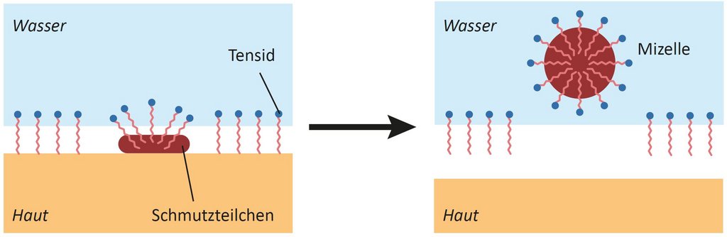 Grafische Darstellung der Ablösung von Schmutzteilchen von der Haut durch Tenside im Wasser