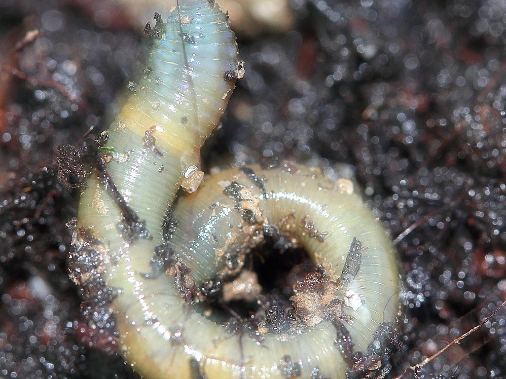 Weisslich-gründer Wurm auf dunklem Erdboden