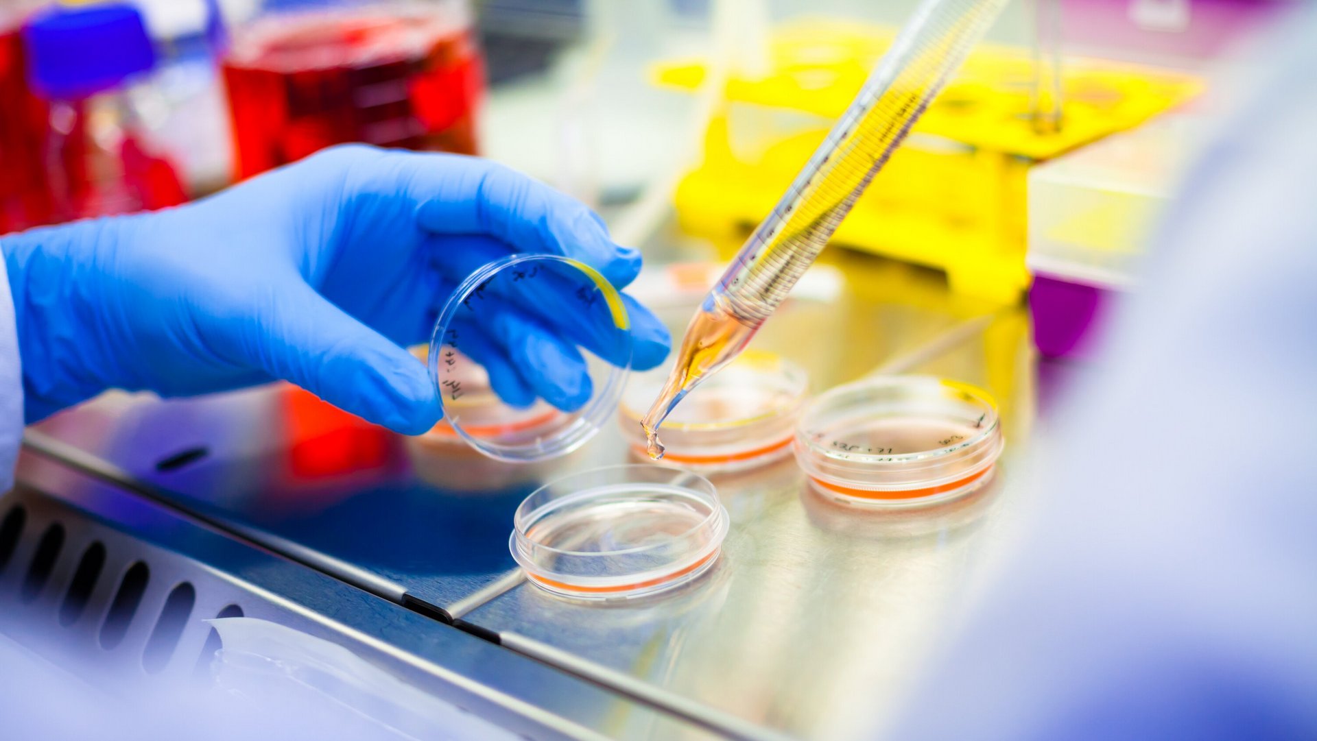 Auf dem Labortisch: Hand in blauem Gummihandschuh öffnet eine Zellkulturschale, in die aus einer Pipette Medium getropft wird