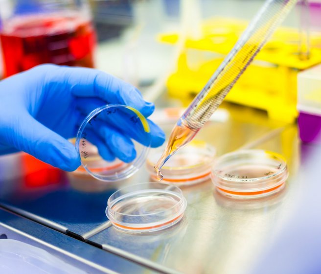 Au laboratoire, une main gantée de bleu ouvre un récipient où sont cultivées des cellules pour y pipeter du milieu nutritif