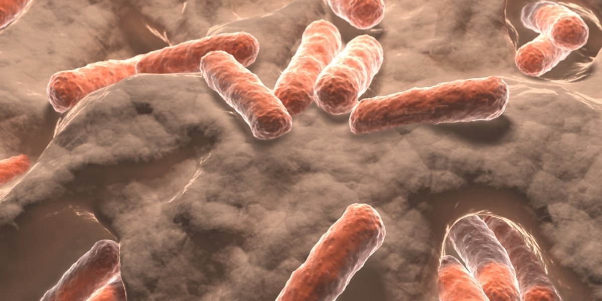 Das bekannteste Darmbakterium ist Escherichia coli.