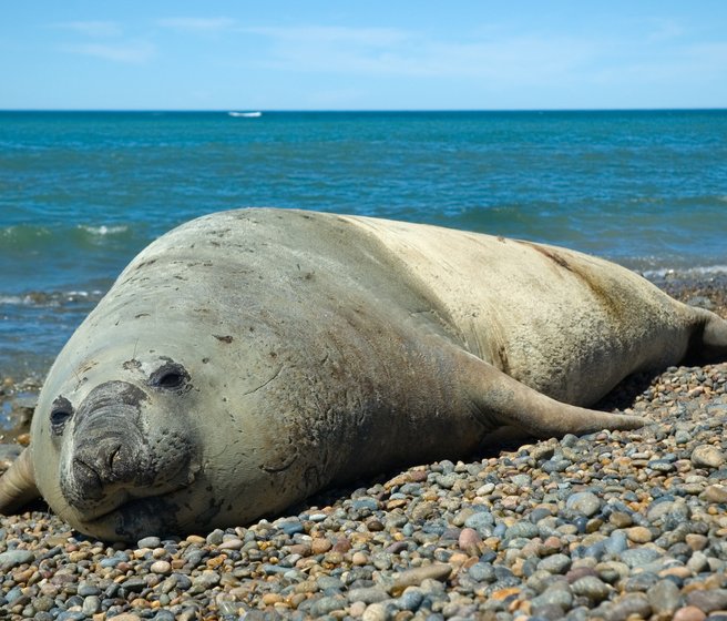 See-Elefant auf einem Kiesstrand