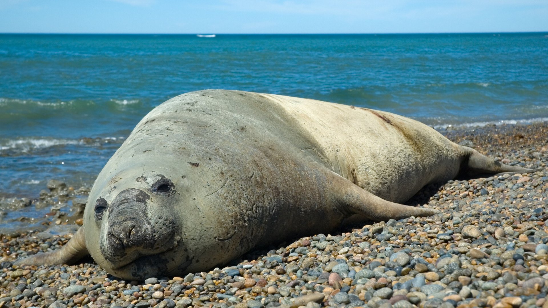 See-Elefant an einem Kiesstrand