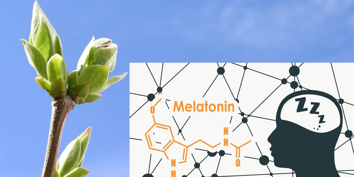 Im Frühling wird die Melatonin-Produktion gedrosselt – wir fühlen uns wacher