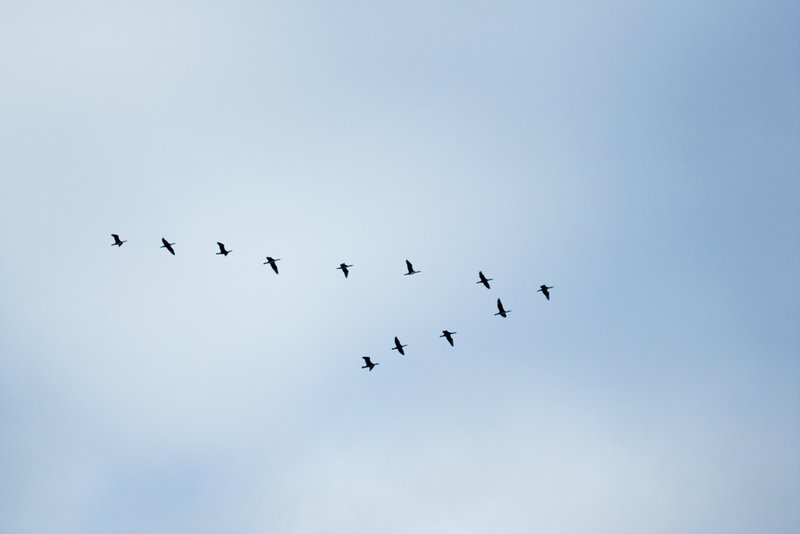 Zugvögel in der „V-Formation“