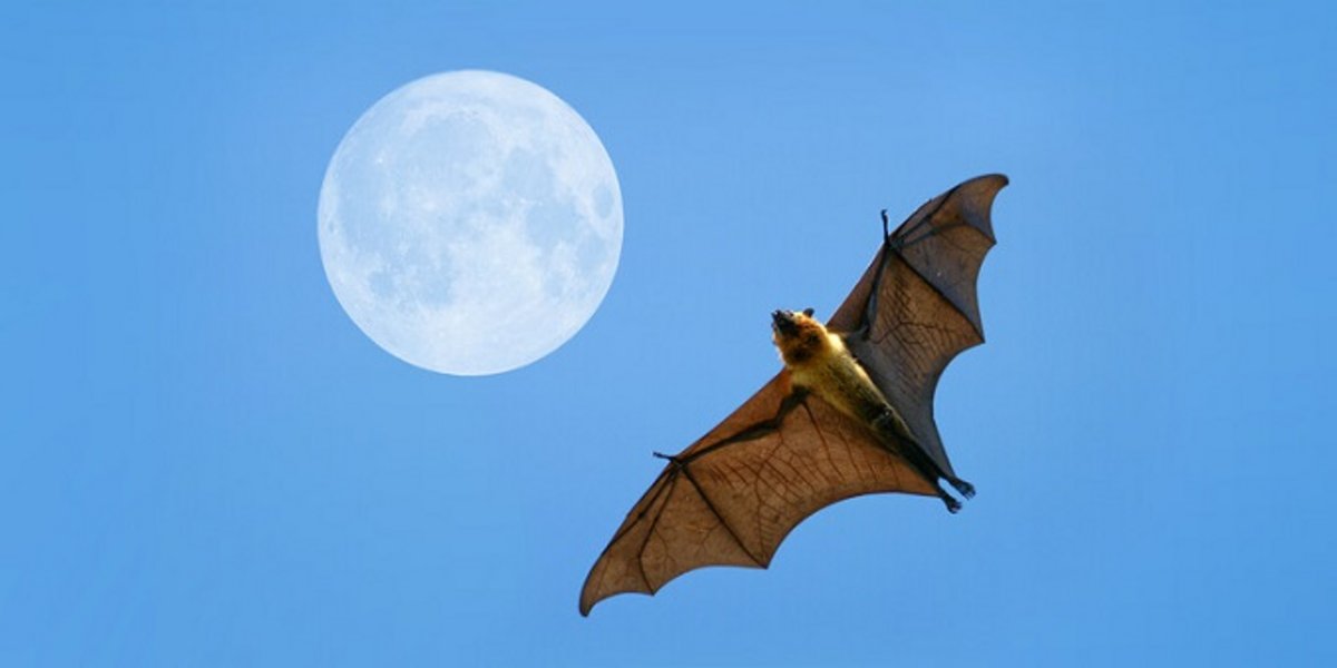 Grosse chauve-souris du genre roussette en vol