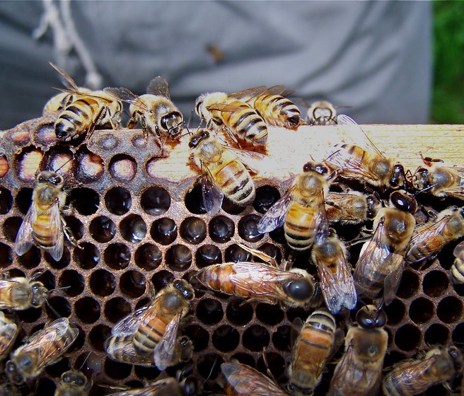 Toutes les abeilles ne ressemblent pas aux abeilles domestiques sur cette image