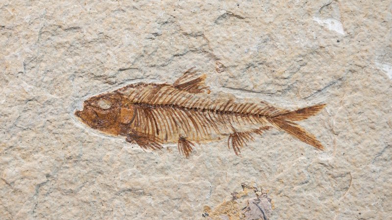 Fischfossil