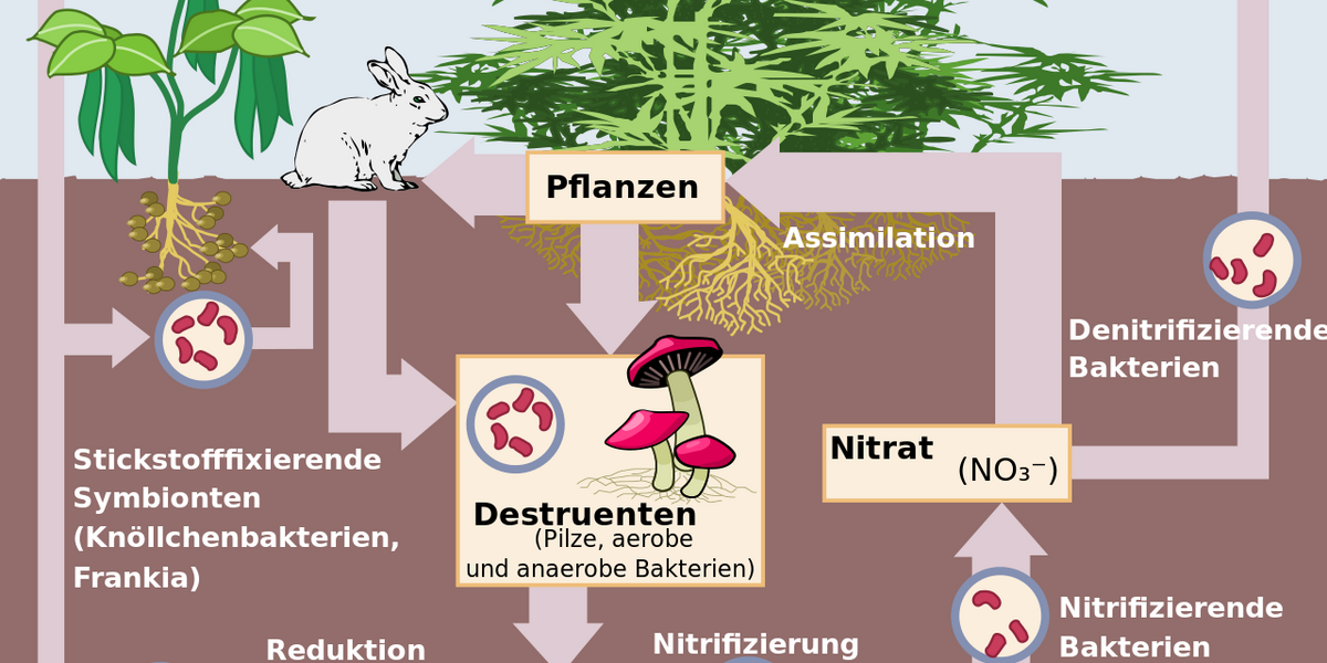 Der Stickstoffkreislauf unseres Planeten