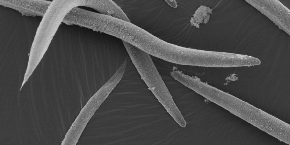 Nématodes du genre Heterorhabditis