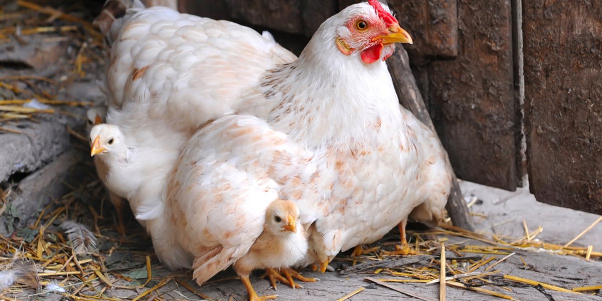 SimplyScience Haben Hühner einen Bauchnabel?