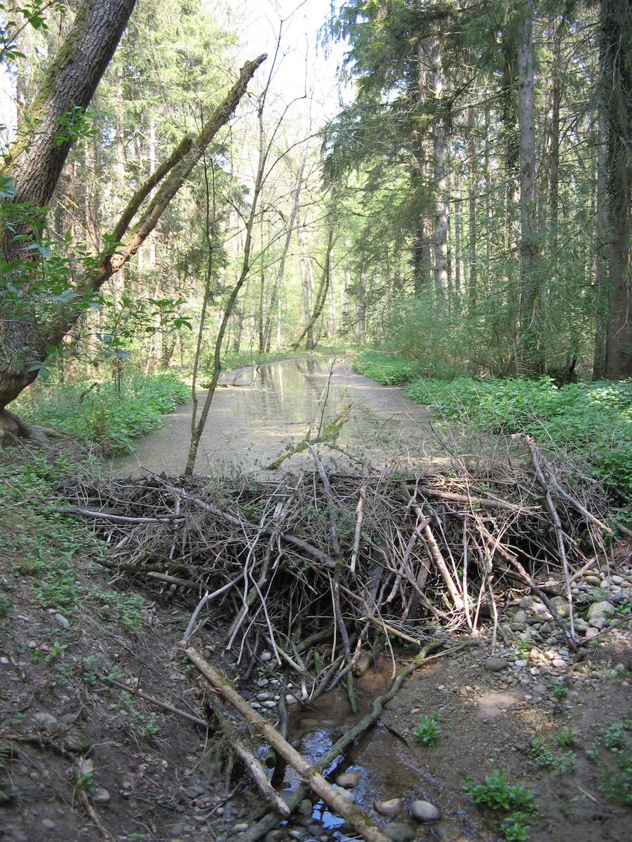 Barrage de castor