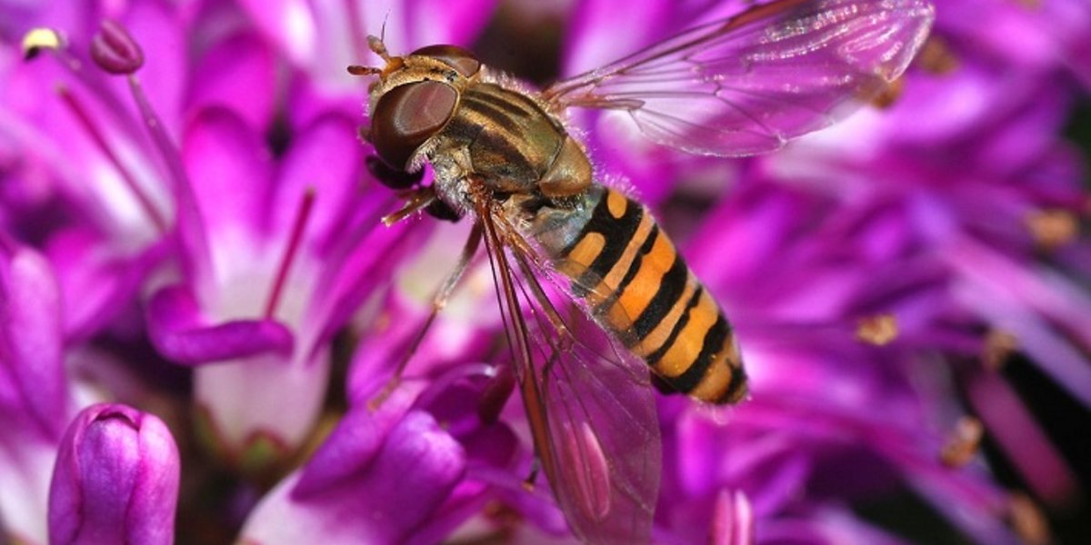 Un syrphe butinant une fleur