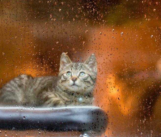 Chat derrière une fenêtre mouillée par la pluie