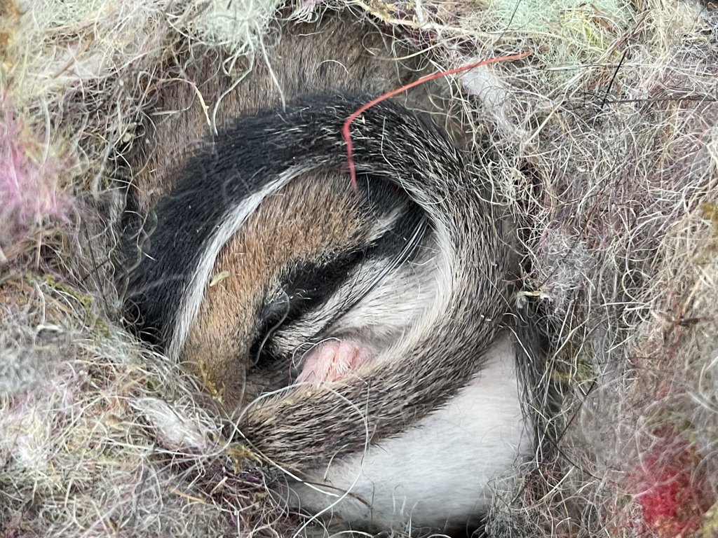 Un lérot en pleine hibernation