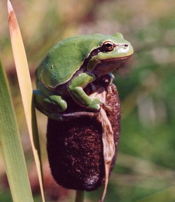 Europäischer Laubfrosch