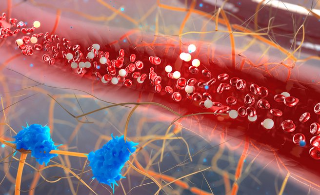 intérieur d'un vaisseau sanguin