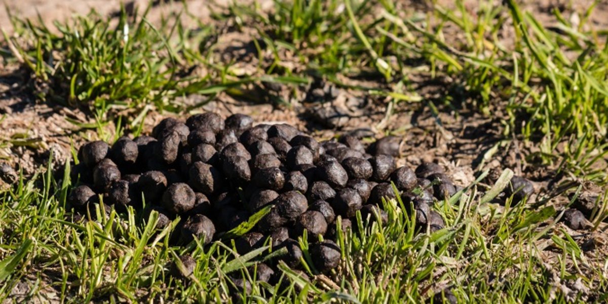 Des crottes de mouton dans un champ