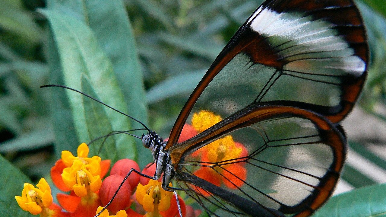 Schmetterling mit halb durchsichtigen Flügeln auf oranger Blüte