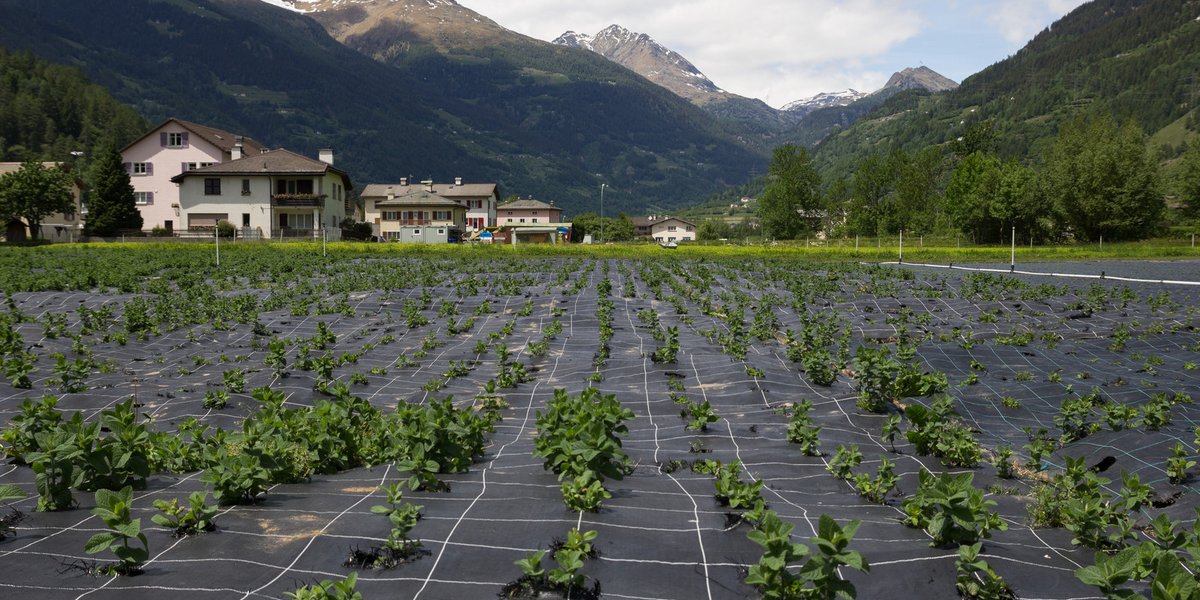 Landwirtschaft in der Schweiz