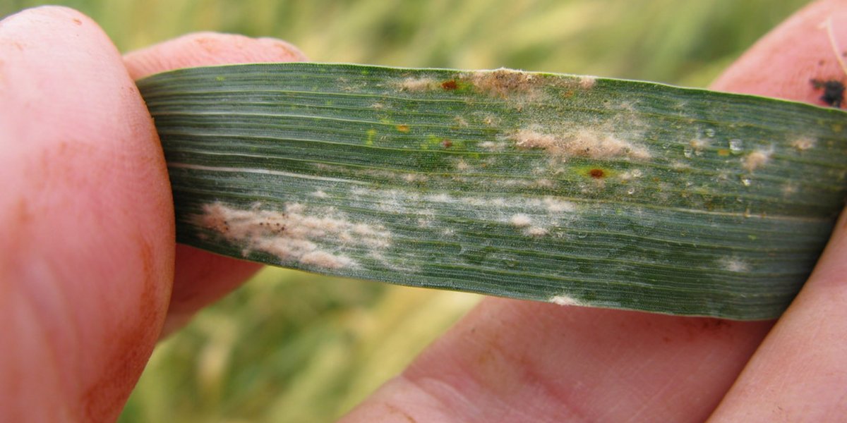 Oïdium sur une feuille de blé