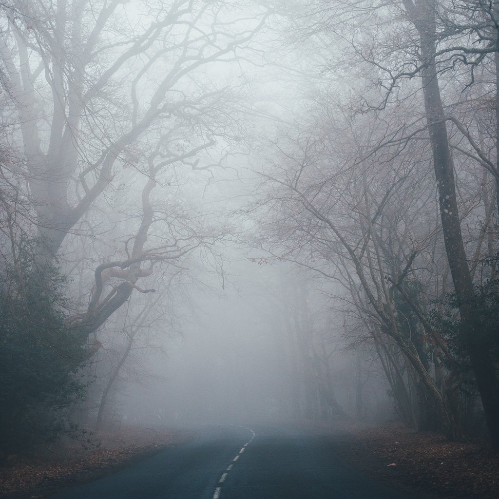 Strassenverlauf durch Wald im Nebel