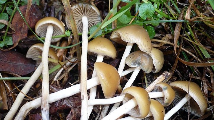"Magic Mushrooms" mit dem wissenschaftlichen Namen Psilocybe bohemica