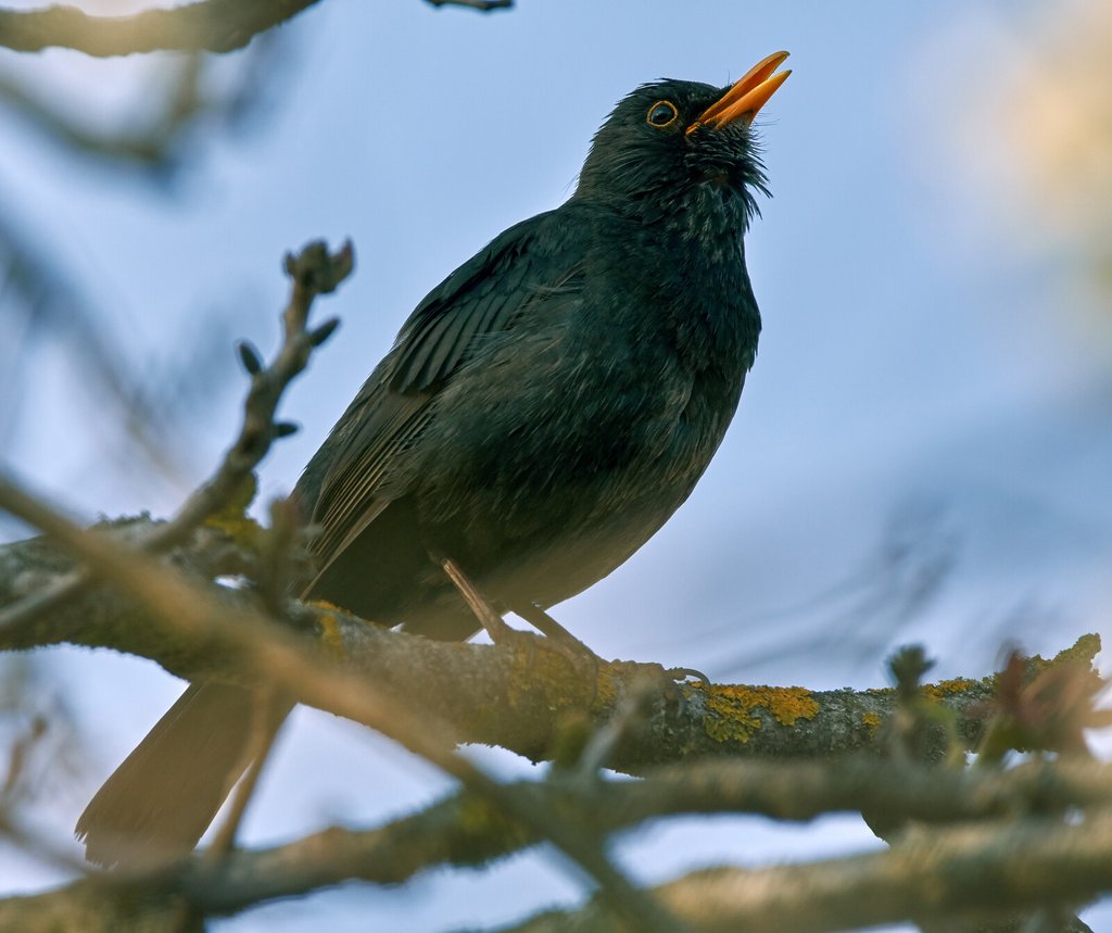 Singende Amsel