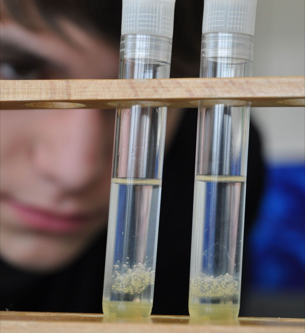 Il DNA del pomodoro forma delle palline bianche nella soluzione.