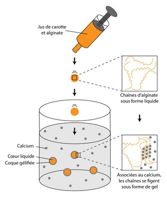 Voici comment le jus de carotte mélangé à l'alginate se transforme en perles au contact de la solution de lactate de calcium