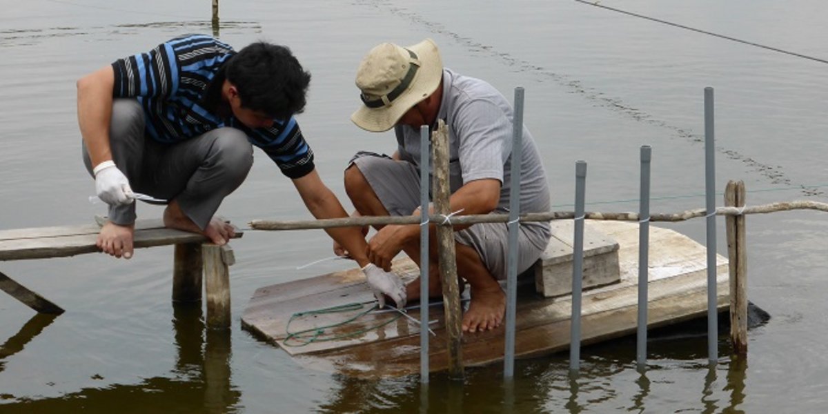 Les bassins utilisés pour l'élevage des crevettes contiennent des micropolluants, piégés par les capteurs