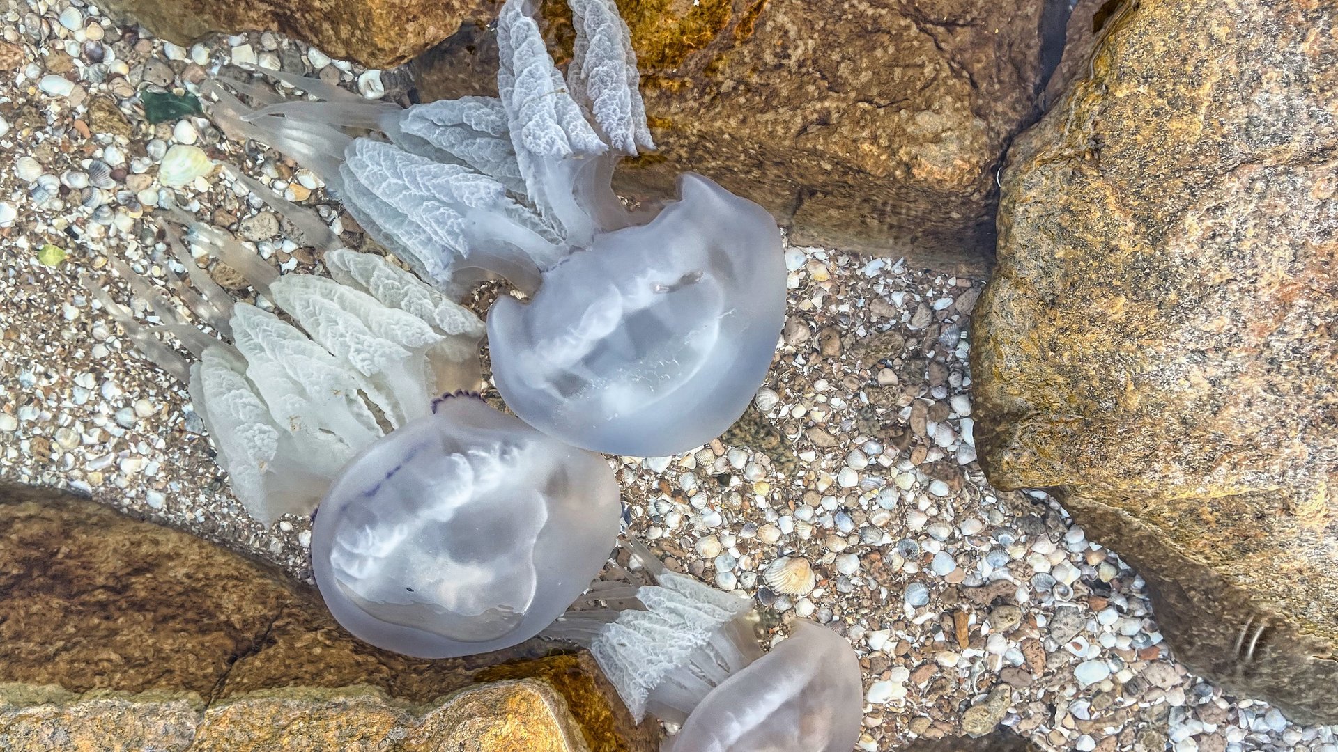 Drei Quallen über Kies und Steinen im seichten Wasser