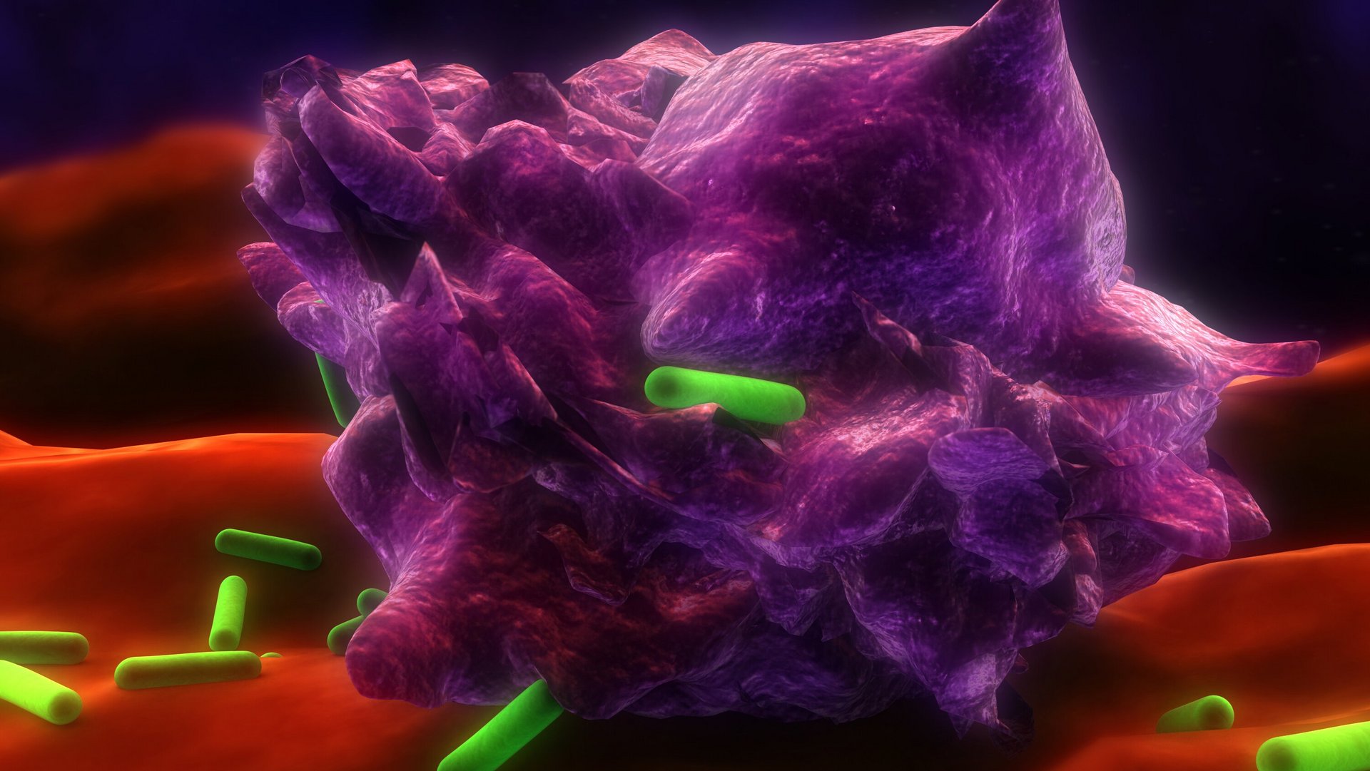 Künstlerische Computerdarstellung eines Makrophagen, der Bakterien phagozytiert