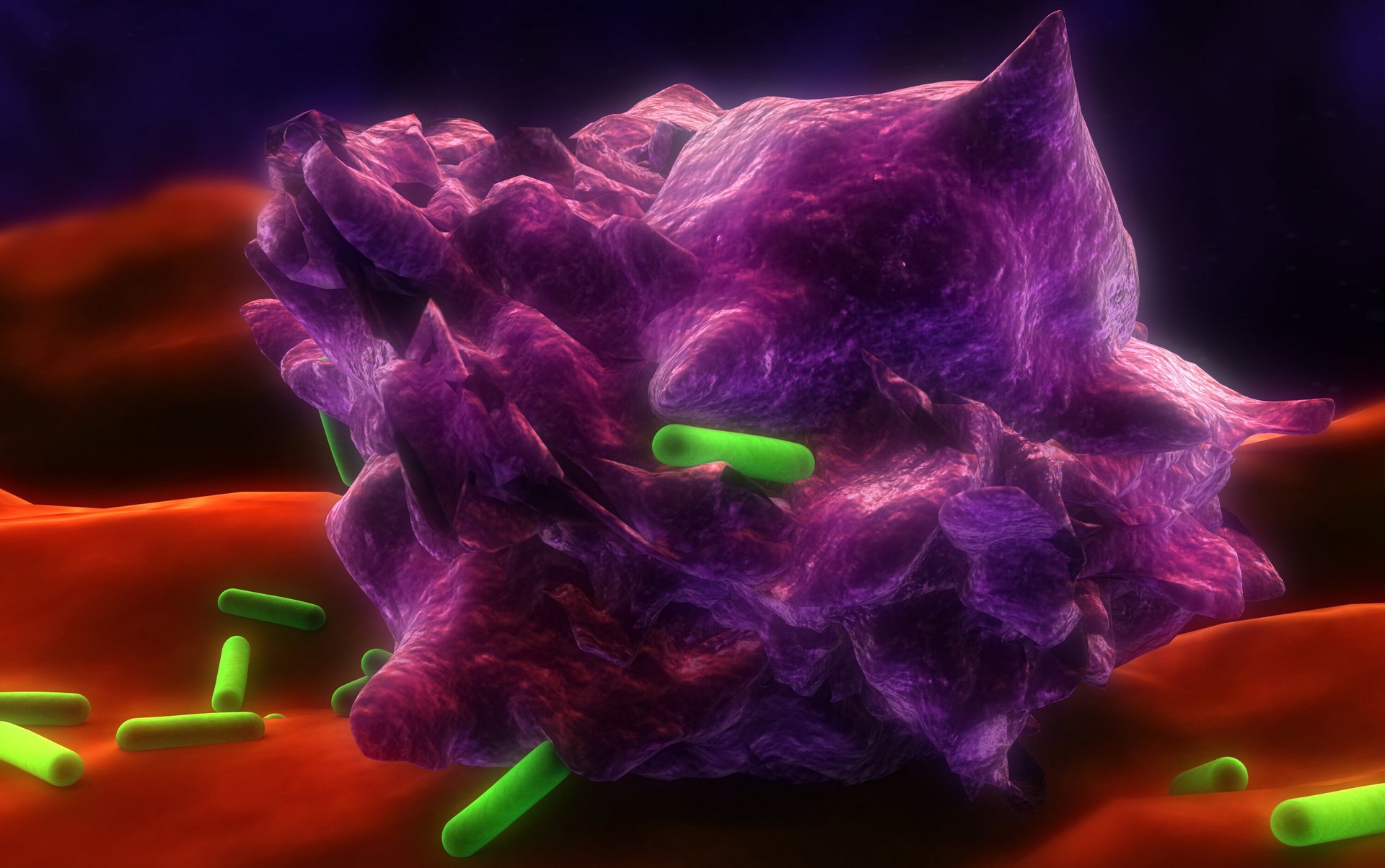 Vue d'artiste d'un macrophage phagocytant des bactéries