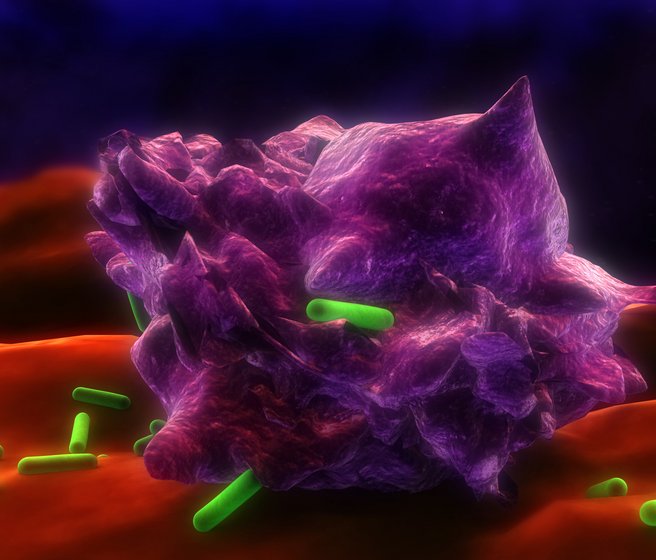Vue artistique d'un macrophage phagocytant des bactéries