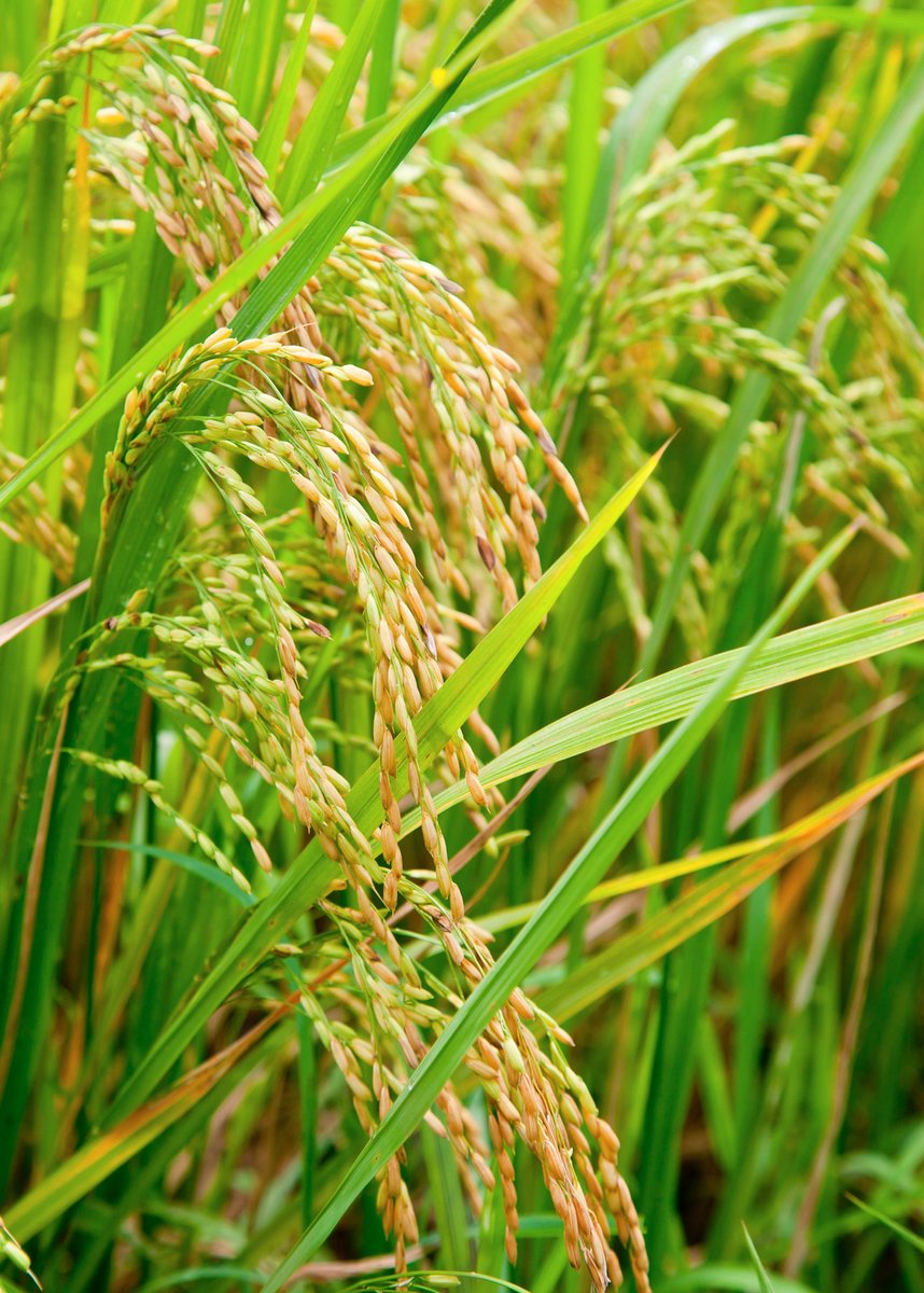 Le riz est la graine d'une plante herbacée