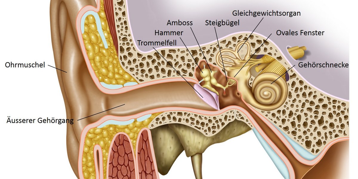 Anatomie des menschlichen Ohrs