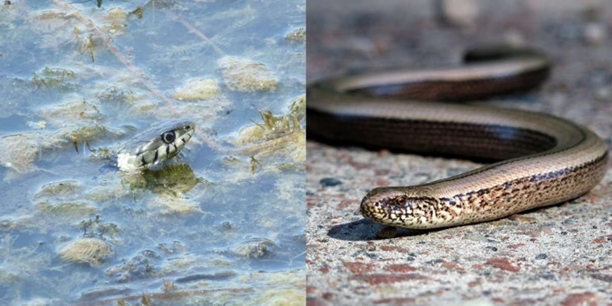 Comment reconnaître une couleuvre à collier ou un orvet